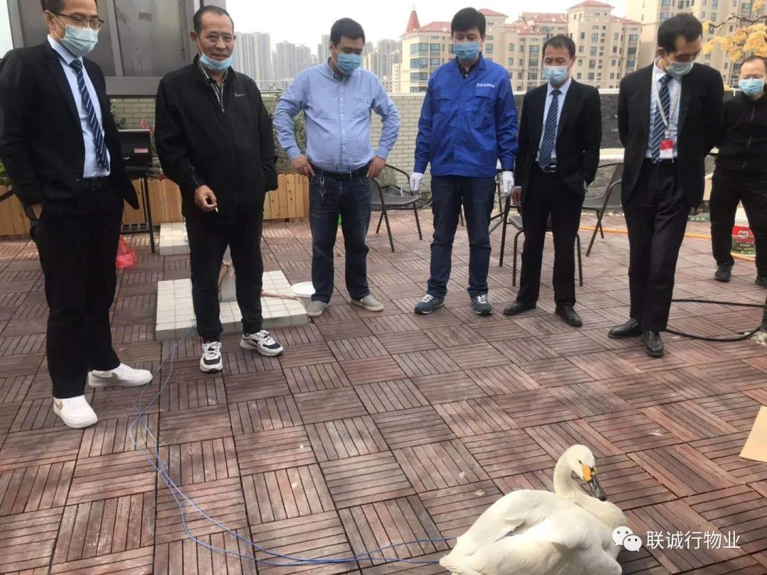 【曲江源著】特殊的“來客”：從天而降的白天鵝