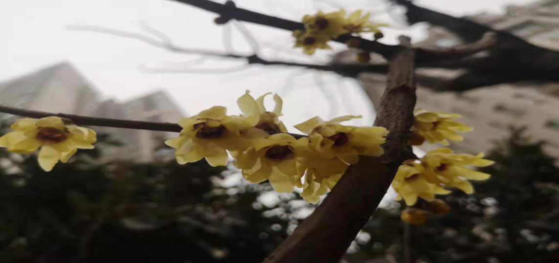 臘梅爭芳不知寒，一線抗疫綻英姿